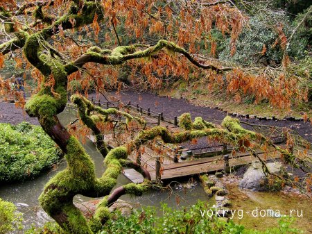 Японский сад - уголок отдохновения