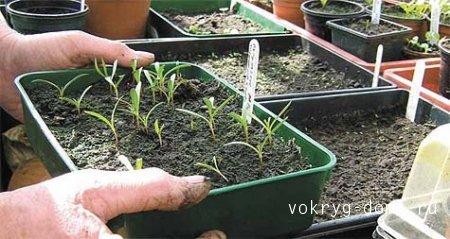 Как правильно вырастить рассаду баклажан